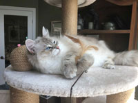 Lucia - Blue Lynx Point Siberian